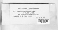 Diaporthe leiphaema image